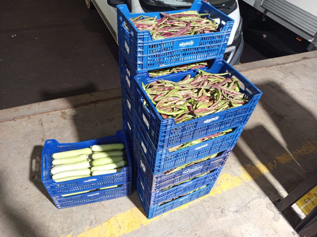 Calabazas de la huerta expuestas en el Mercado Clofent e Hijos – Verduras Pitarch