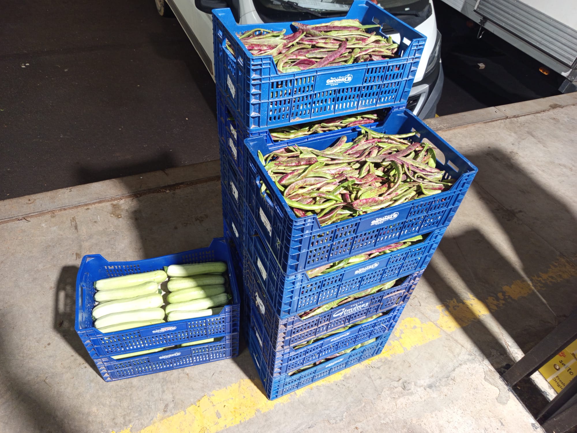 Calabazas de la huerta expuestas en el Mercado Clofent e Hijos – Verduras Pitarch